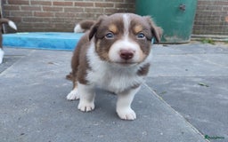 Australian Shepherd honden te koop: Australian Shepherd x Bordercollie pups in Linde - Afbeelding 6