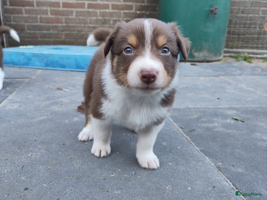 Australian Shepherd honden te koop: Australian Shepherd x Bordercollie pups in Linde - Afbeelding 6