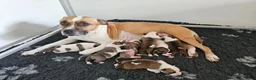 American Staffordshire Terriër honden te koop: American staffordshire terrier pups - Advertentie 2