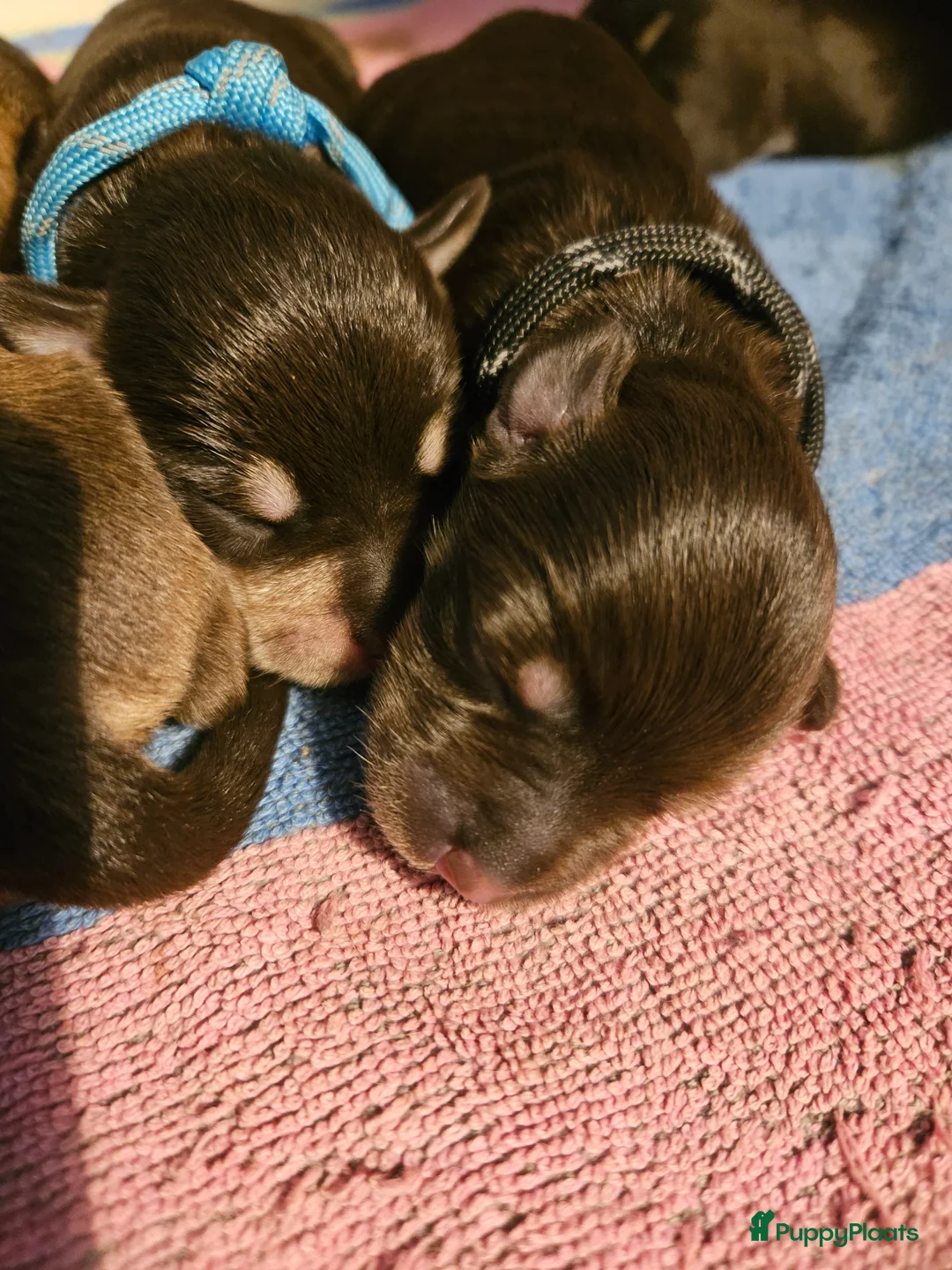 Dwergschnauzer honden te koop: Dwergschnauzers in liver/tan - Advertentie 6