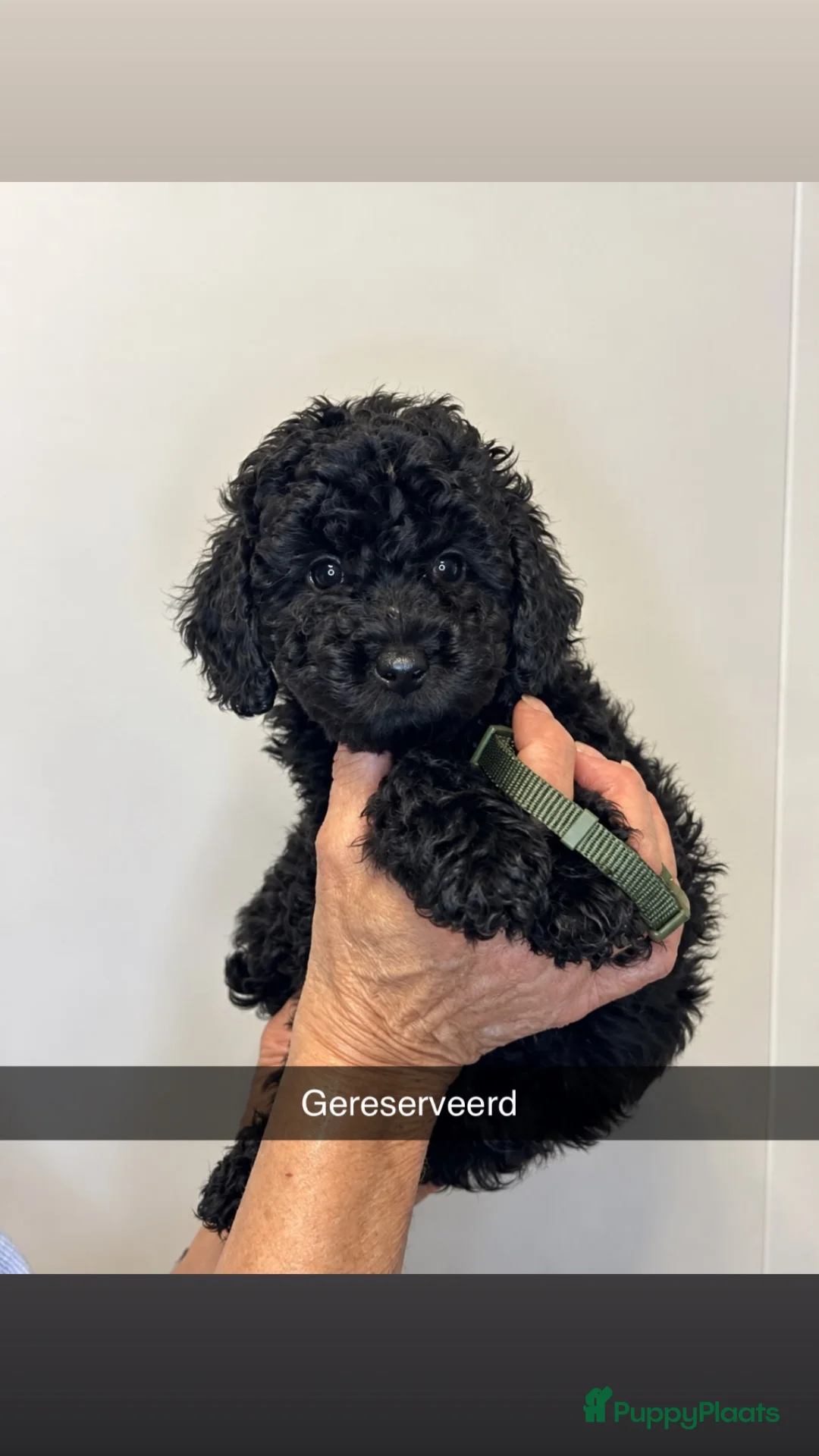 Kruising honden te koop: Toy/dwerg poedel pups - Advertentie 2