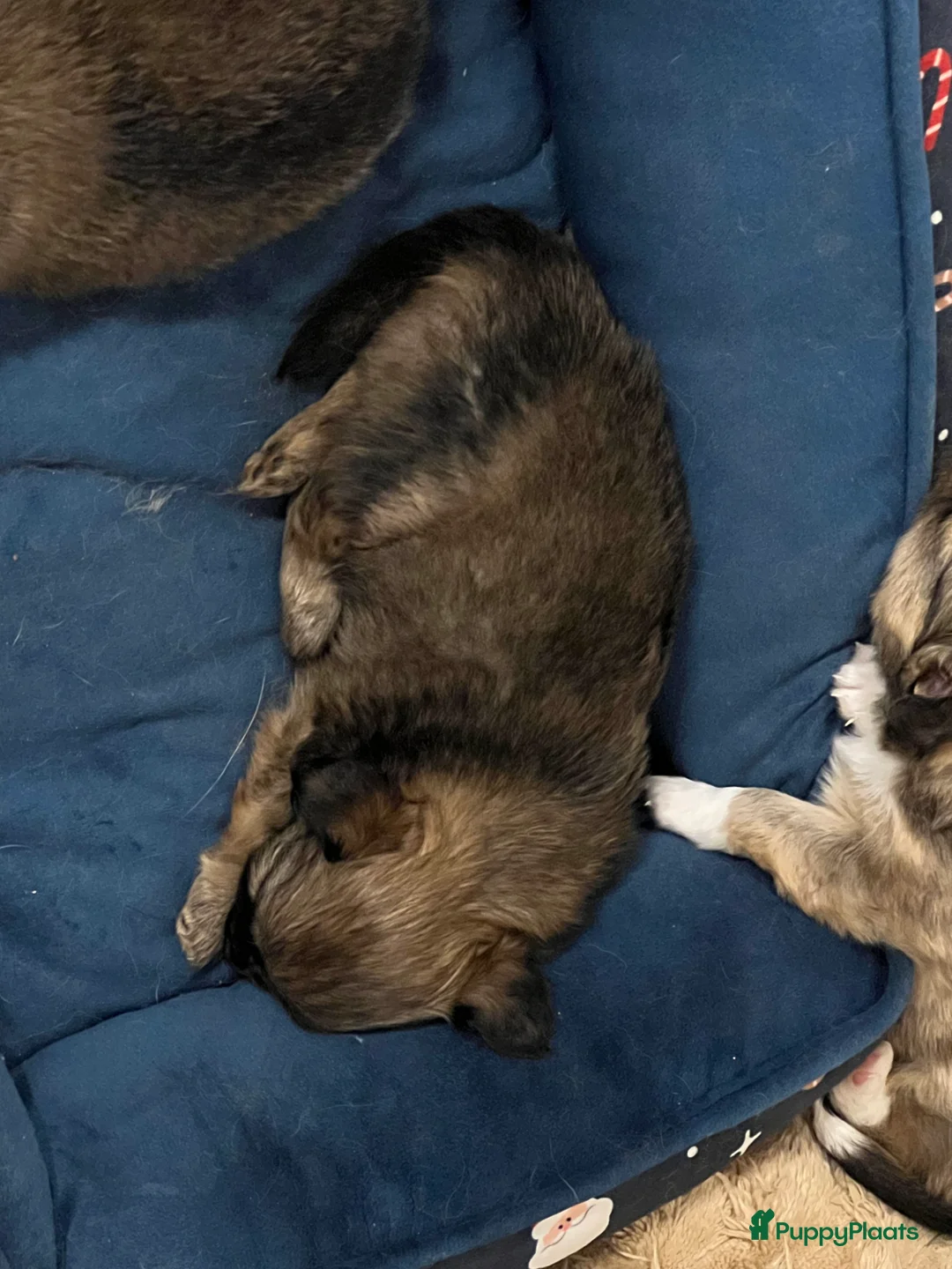 Pomchi honden te koop: Lieve Pomchi pups - Advertentie 13