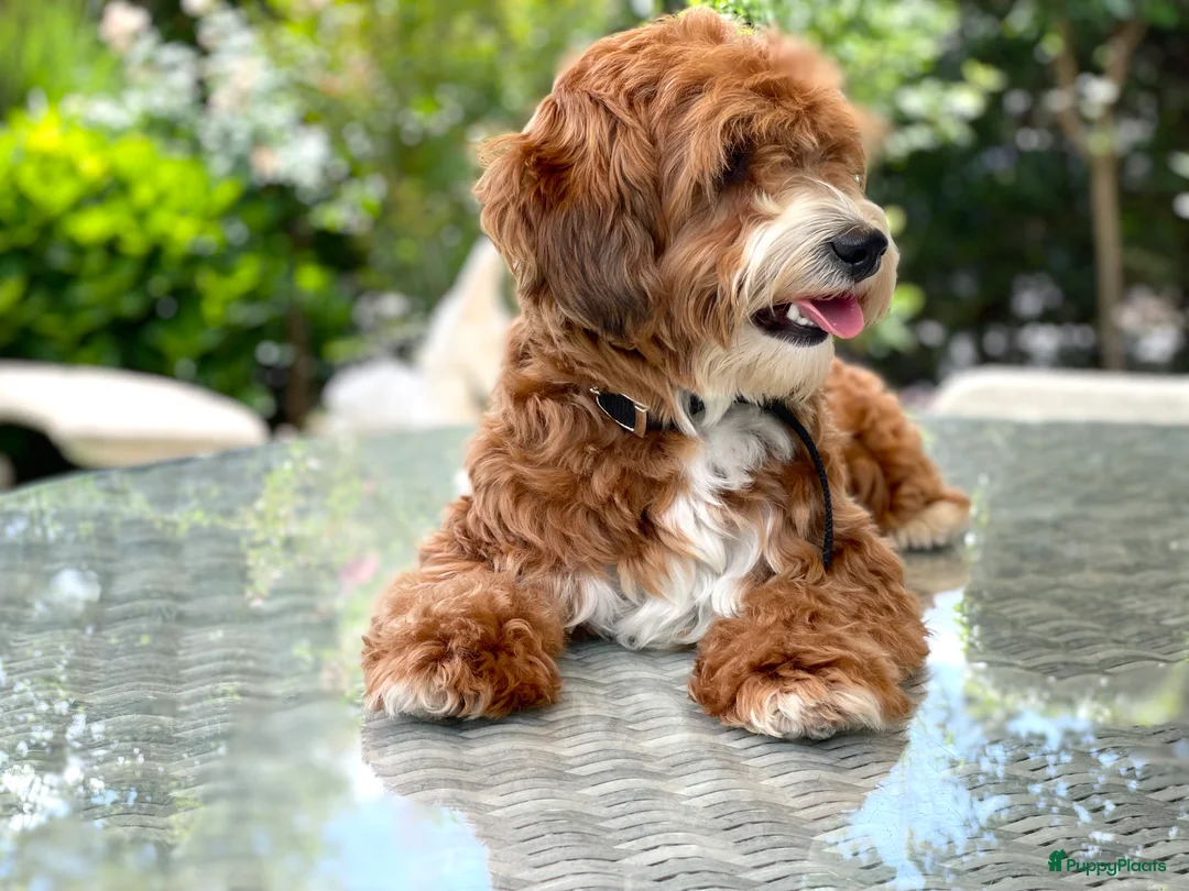 Maltipoo honden ter dekking: Maltipoo dekreutje sjefke - Advertentie 4