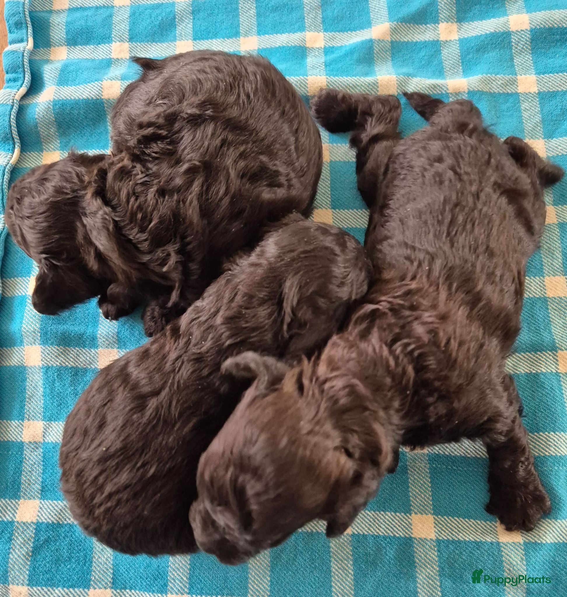 Dwergpoedel honden Mooie Dwergpoedel pups - Advertentie 2