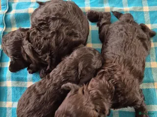 Dwergpoedel honden Mooie Dwergpoedel pups - Advertentie 2