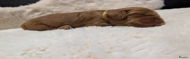 Australian Labradoodle 4