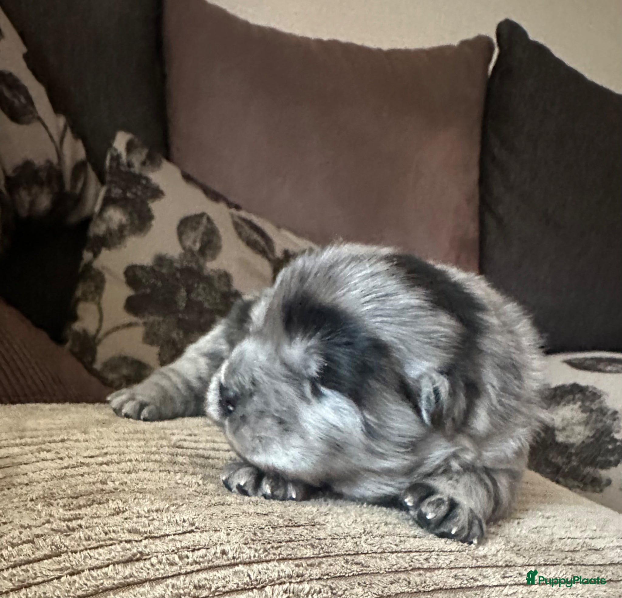 Chow Chow honden Mooie Chow Chow pups geboren - Advertentie 1