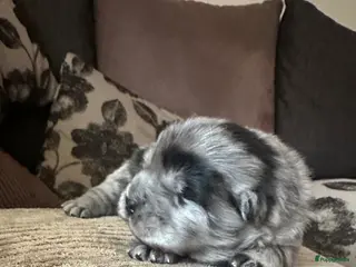 Chow Chow honden Mooie Chow Chow pups geboren - Advertentie 2