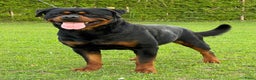 Rottweiler honden te koop: Zeer mooie rottweiler pups   - Advertentie 6