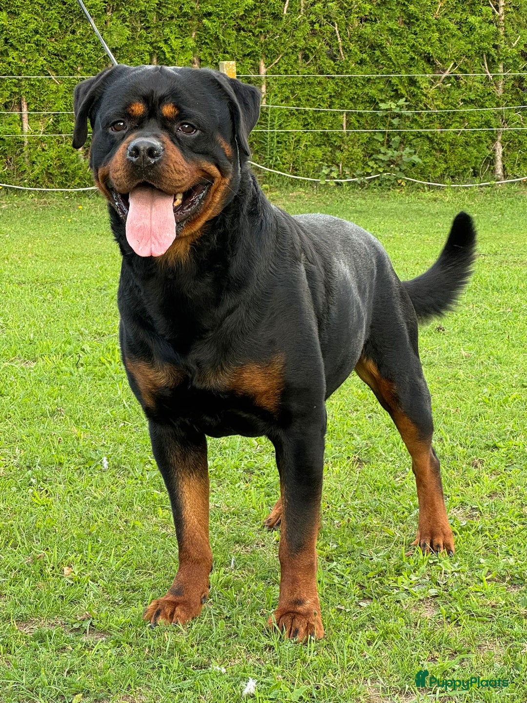 Rottweiler honden te koop: Zeer mooie rottweiler pups   - Advertentie 6