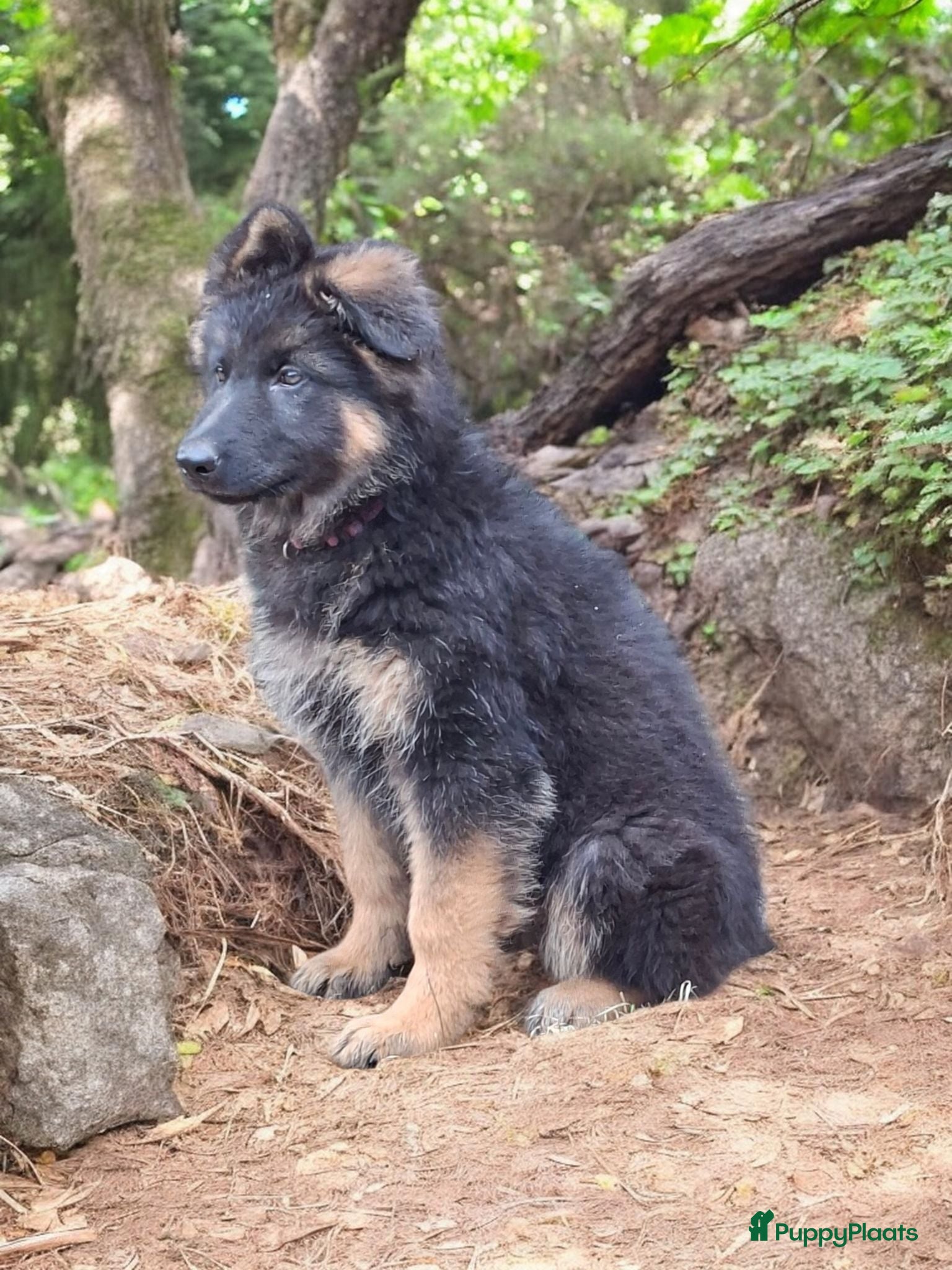 Duitse Herder honden Duitse herders  teefje  - Advertentie 1