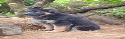Duitse Herder honden te koop: Duitse herders  teefje  - Advertentie 1