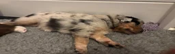 Australian Shepherd honden te koop: 1 blue merle teefje australian shepherd - Advertentie 10