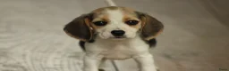 Beagle honden te koop: Beagle pups met stamboom  - Advertentie 8