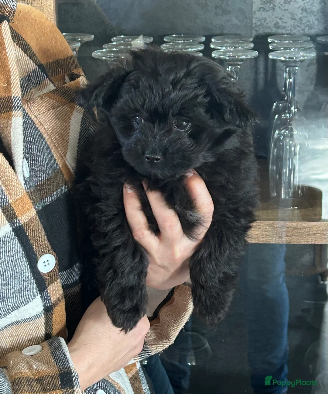 Kruising honden te koop: Pomapoo reu - Advertentie 5