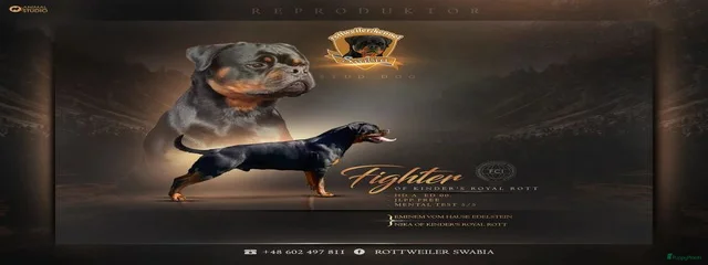 FIGHTER OF KINDER'S ROYAL ROTT
