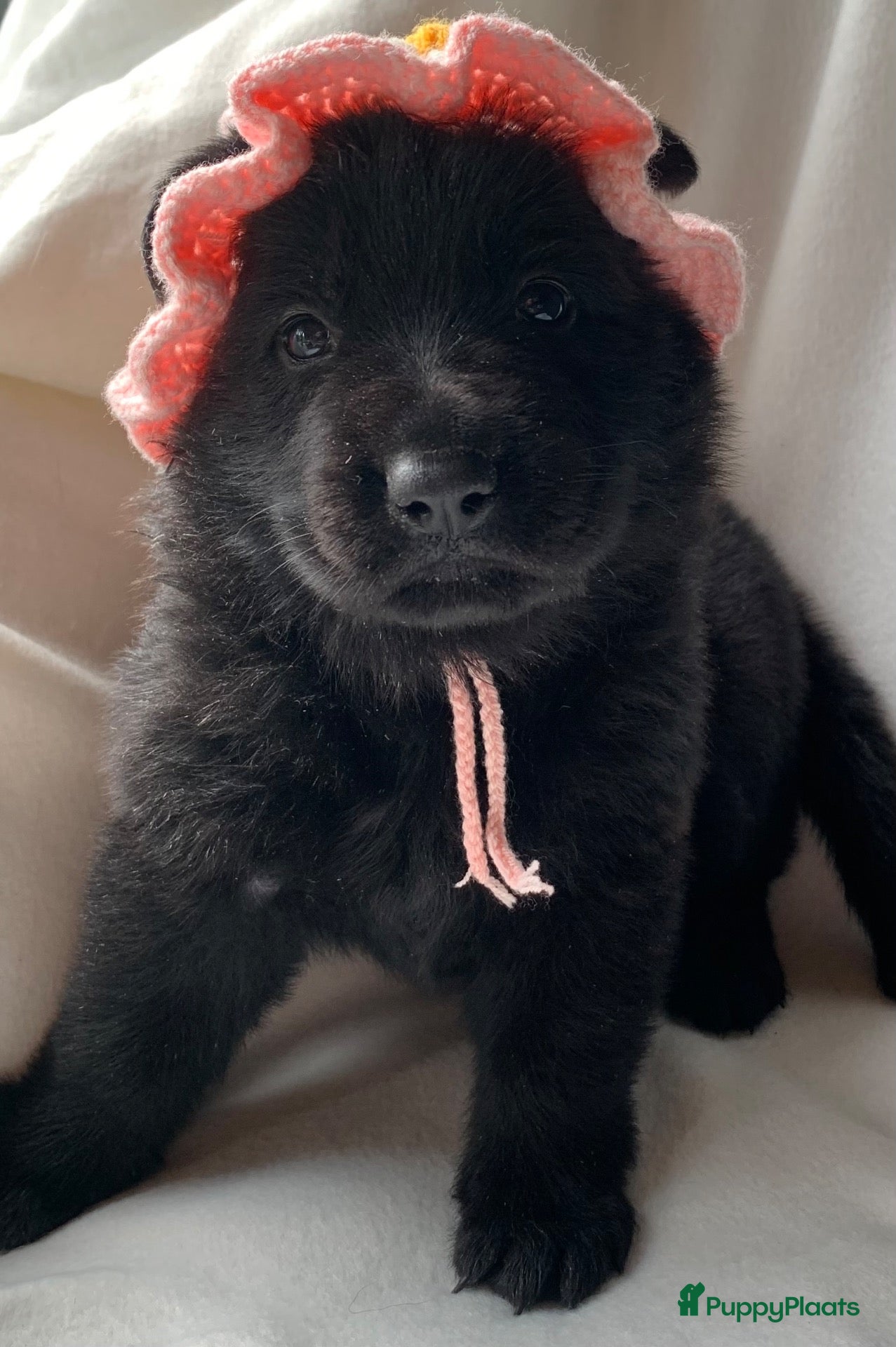Duitse Herder honden Duitse herder pups zwart  - Advertentie 1