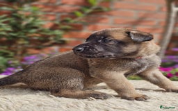 Mechelse Herder honden te koop: Puppy's Mechelse herder - mogen naar nieuw huisje - Afbeelding 25