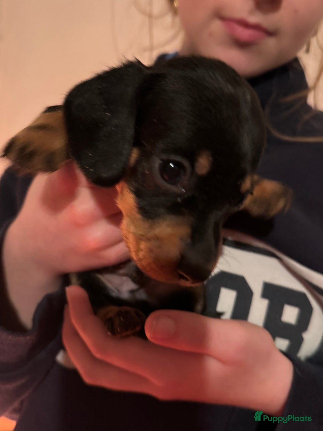 Teckel (korthaar)  honden te koop: Teckel puppy’s  - Advertentie 8