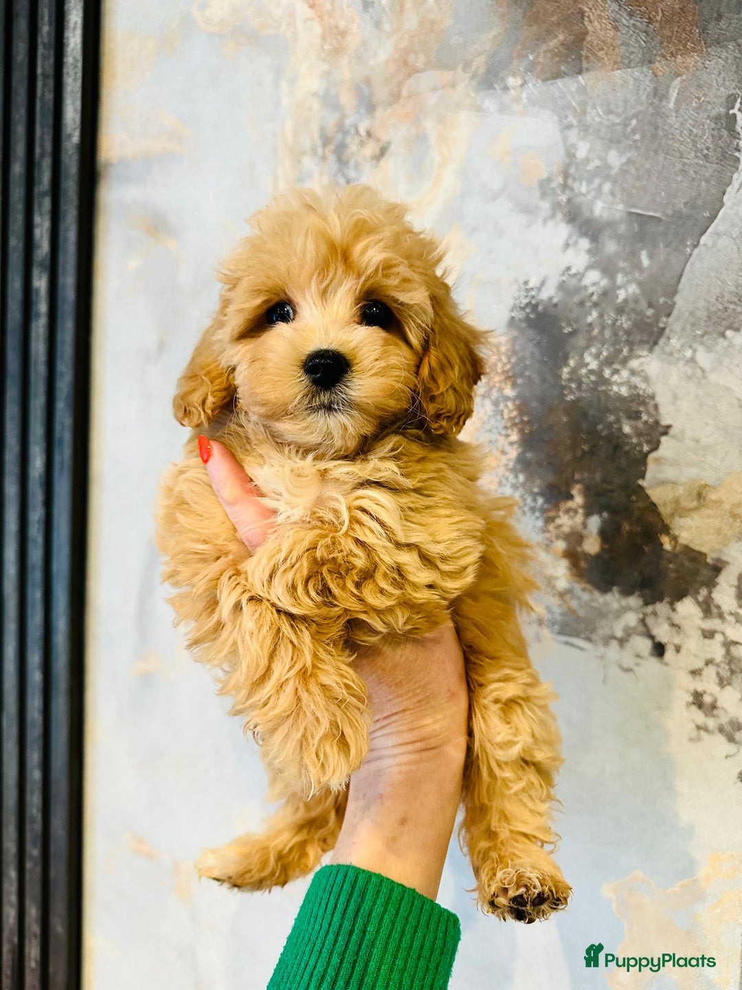 Maltipoo honden te koop: Bijzonder mooie maltipoo pups kunnen bijna weg - Advertentie 15