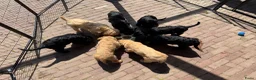 Kruising honden te koop: (Australian) Labradoodle pups - Advertentie 15
