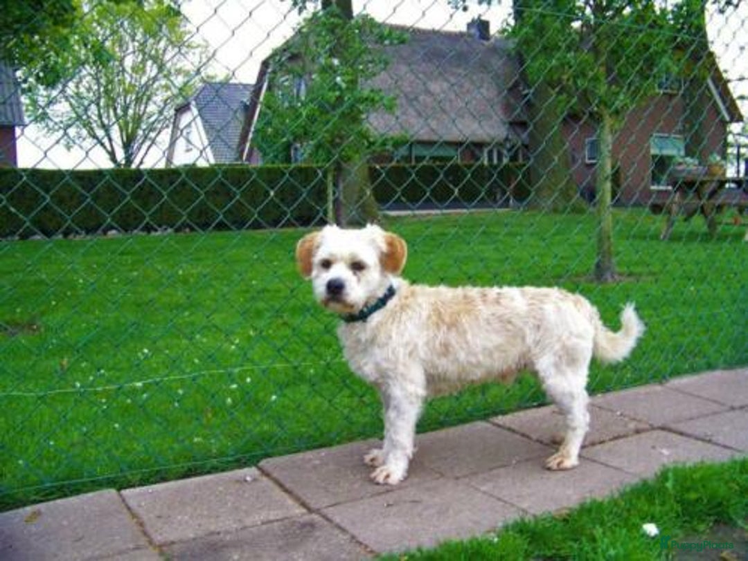 Kruising honden te koop: Schattige Boomer Puppy's - Advertentie 23