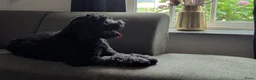 Australian Labradoodle honden te koop: Prachtige Australian labradoodle pups - Advertentie 8