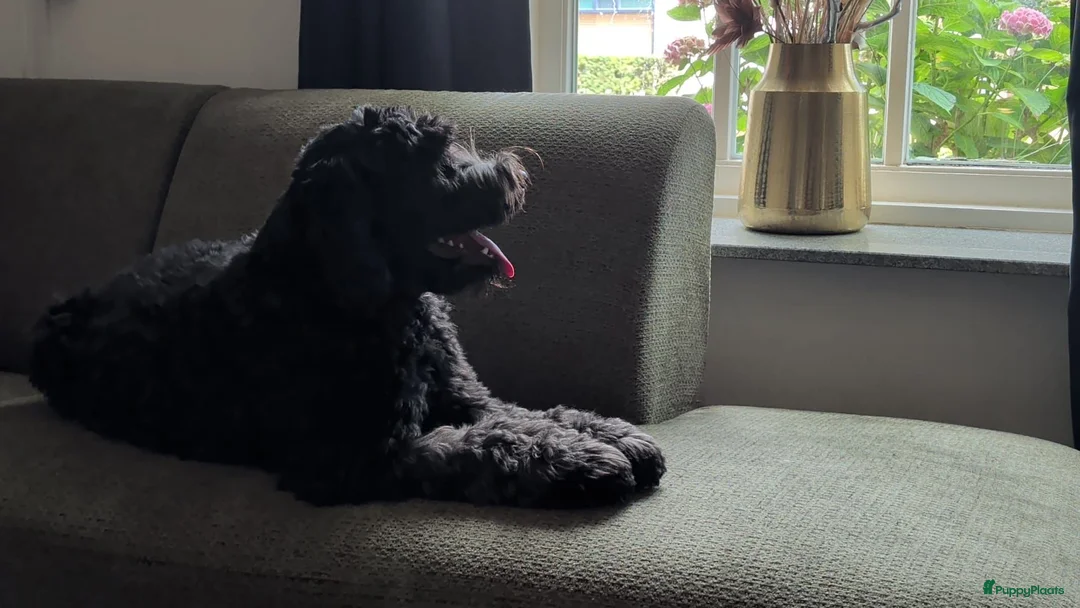 Australian Labradoodle honden te koop: Prachtige Australian labradoodle pups - Advertentie 8