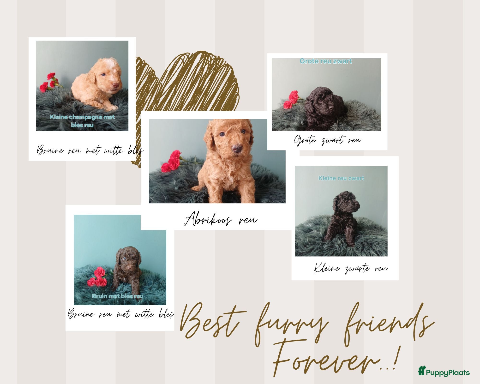 Labradoodle honden Nog 4 Prachtige multigen Labradoodles beschikbaar - Advertentie 1