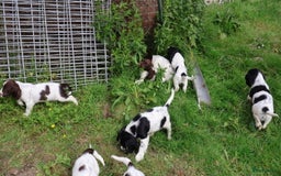 Engelse Springer Spaniel honden te koop: Lieve Engelse springer spaniel puppy's in Gameren - Afbeelding 26