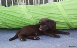 Labrador Retriever honden te koop: Bruin reutje - Afbeelding 13