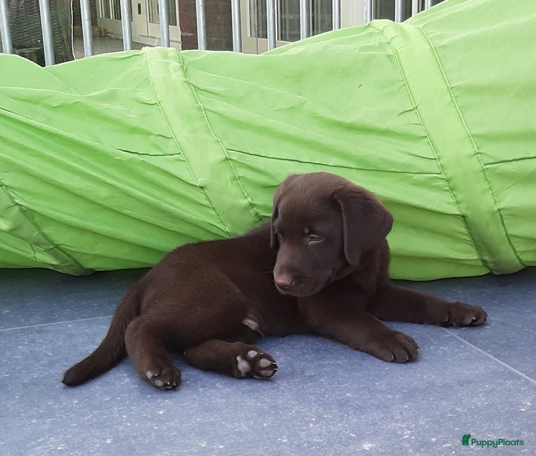 Labrador Retriever honden te koop: Bruin reutje - Afbeelding 13