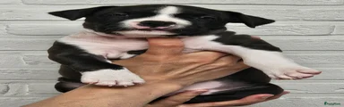 American Staffordshire Terriër 2