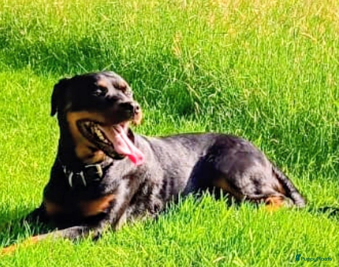 Rottweiler honden Rottweiler pups verwacht. - Advertentie 2