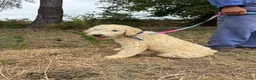Kruising honden te koop: Mooie goldendodles! - Advertentie 2