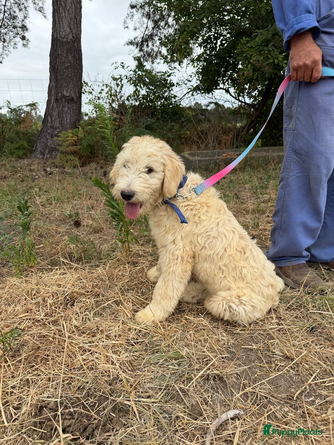 Kruising honden te koop: Mooie goldendodles! - Advertentie 2