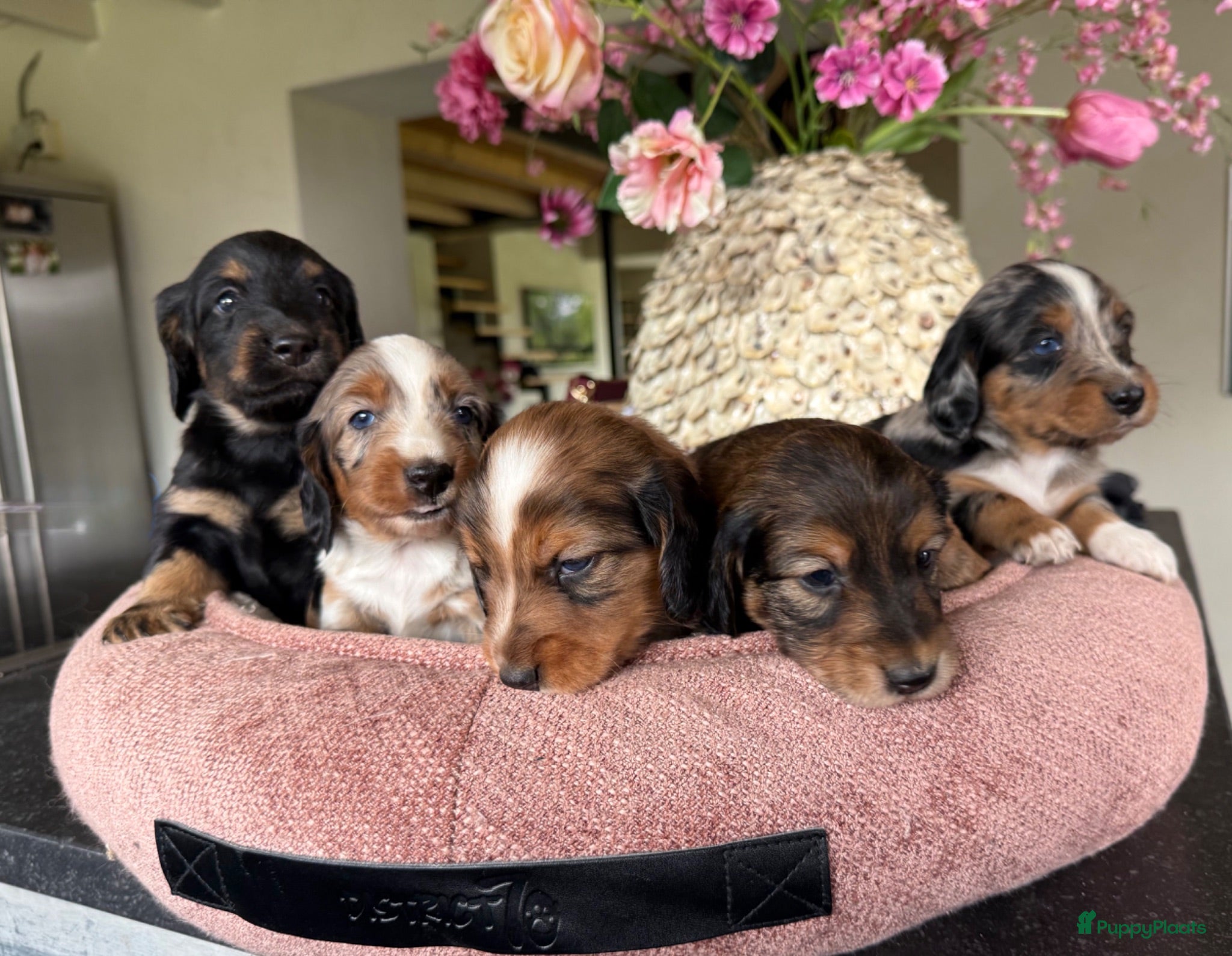 Kruising honden Teckels pups prachtige kleuren 🖤🤎🤍 - Advertentie 7