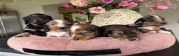 Kruising honden te koop: Teckels pups prachtige kleuren 🖤🤎🤍 - Advertentie 1