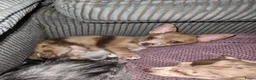Pomchi honden te koop: Super lieve Pomchi pup - Advertentie 3