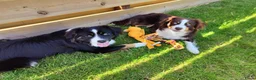 Miniature American Shepherd honden te koop: Mini American Shepherd pup teefje - Advertentie 16
