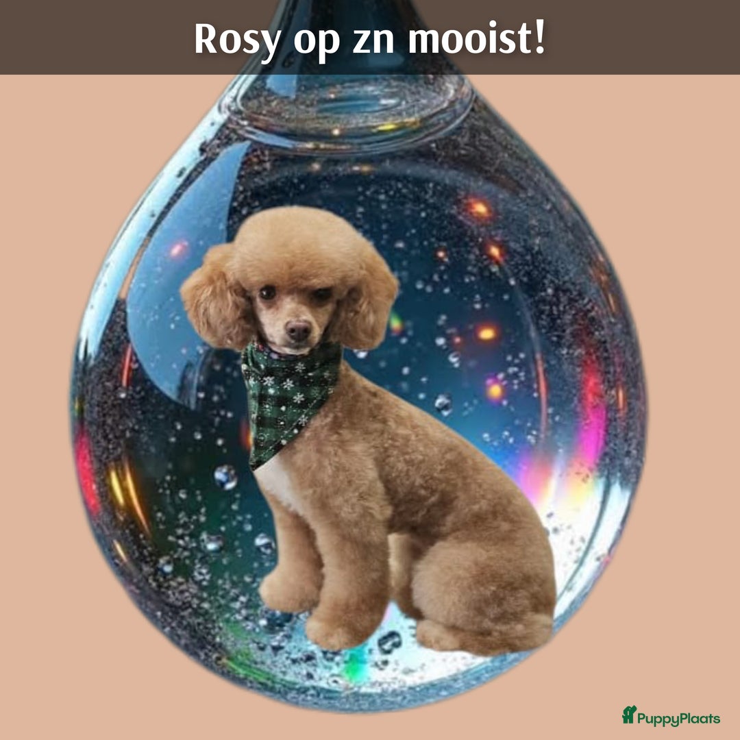 Poedel Toy honden te koop: Rasechte Toy Poedeltjes geboren in 2026! - Advertentie 5