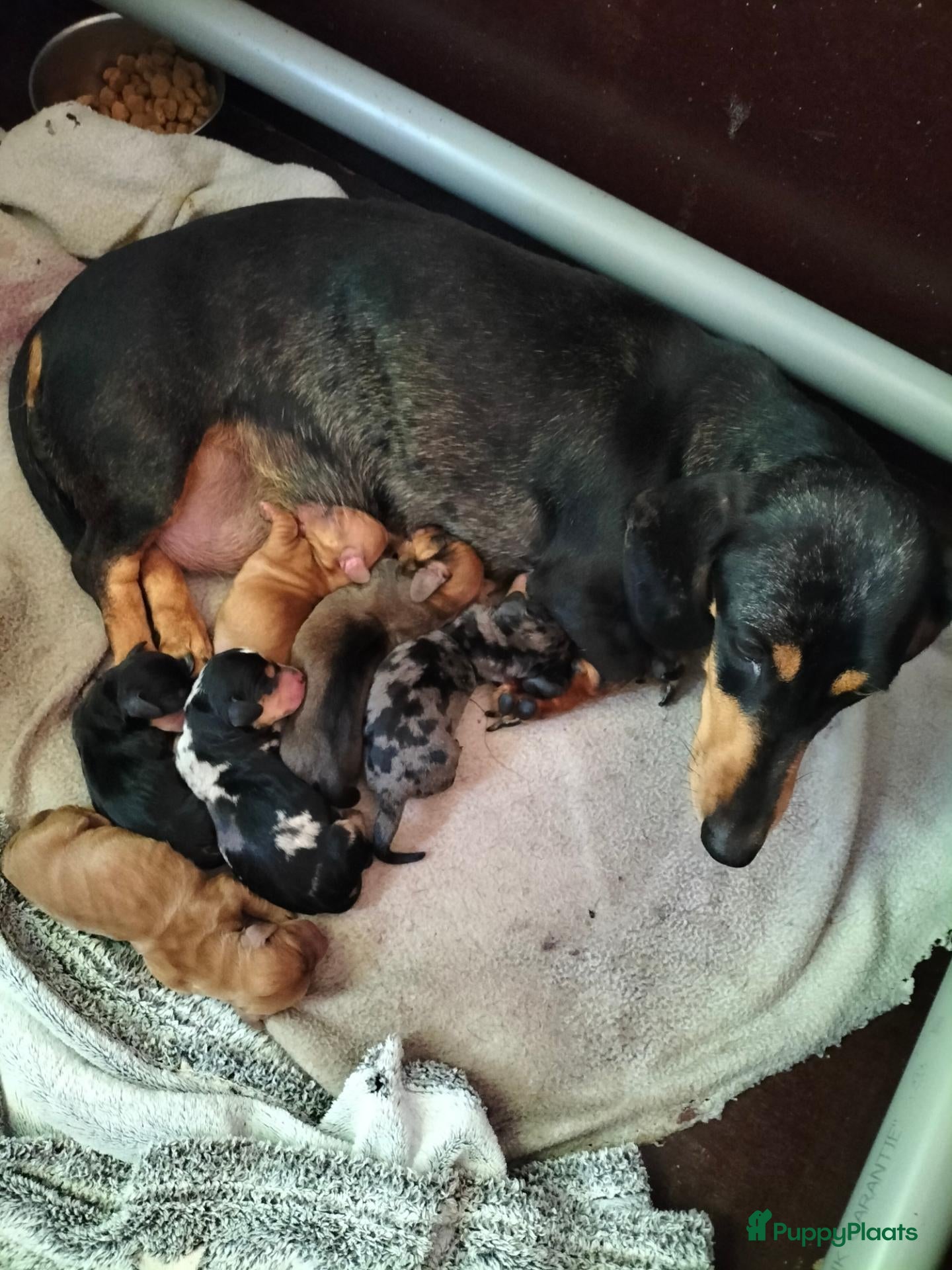 Dwergteckel honden Mooie dwergteckel pups  - Advertentie 6