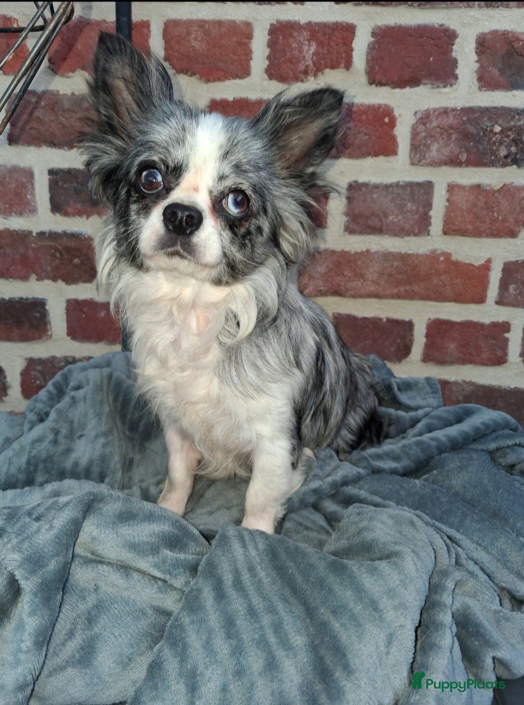 Chihuahua honden chihuahua merle teefje  - Advertentie 1