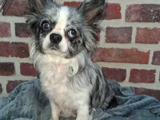 Chihuahua honden chihuahua merle teefje - Advertentie 1
