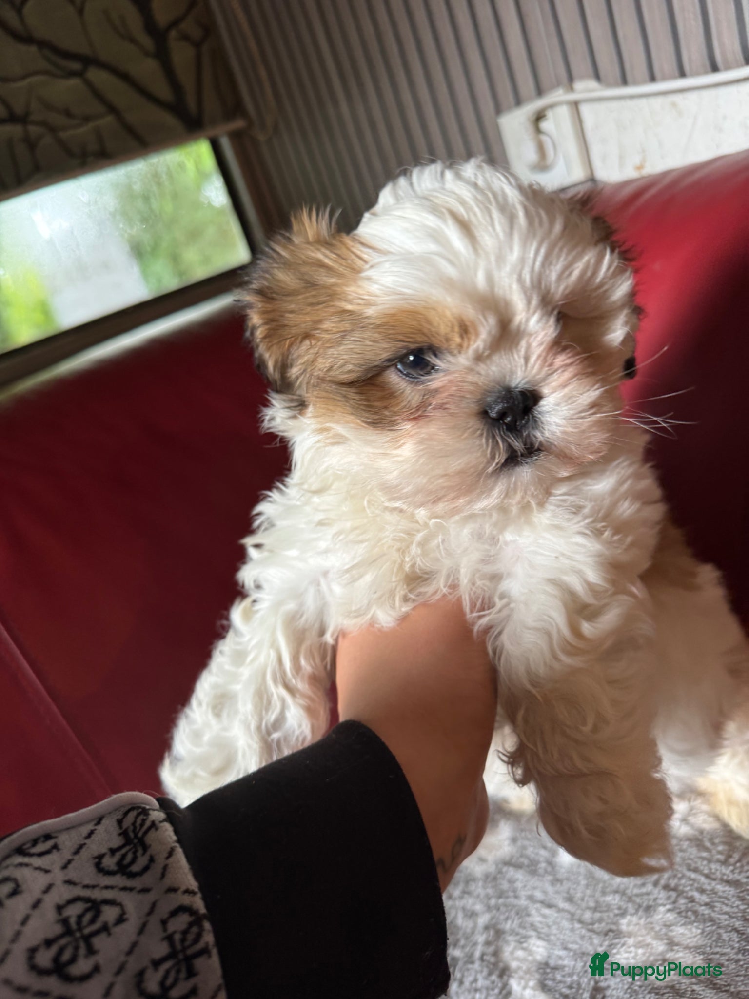Shih Tzu honden te koop: Een 9 weken oude raszuivere Shih Tzu-puppy zoekt  - Advertentie 2