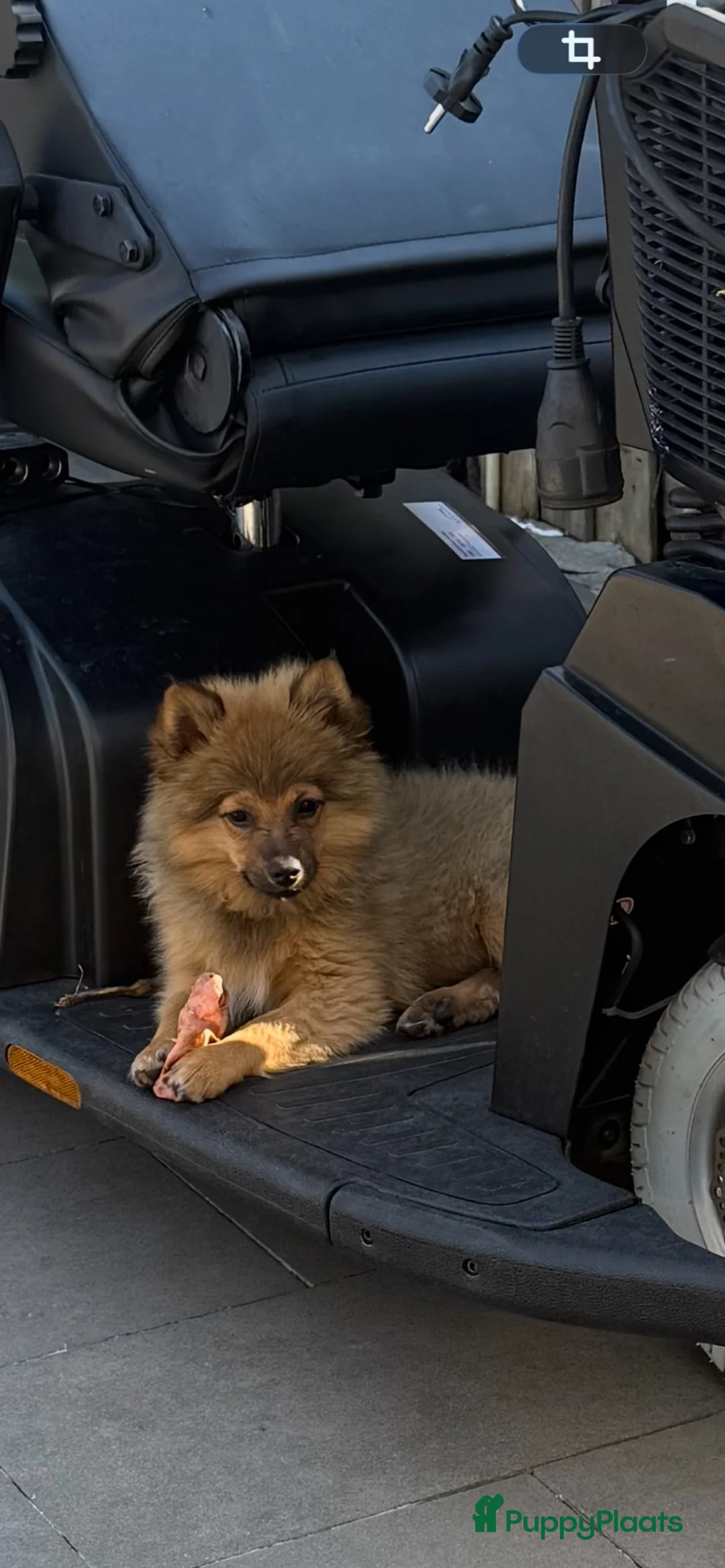 Keeshond honden te koop: Mini keesjes te koop in Bergen op Zoom - Advertentie 2