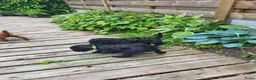 Poedel honden te koop: Poedel/Middenslag pups - Advertentie 2