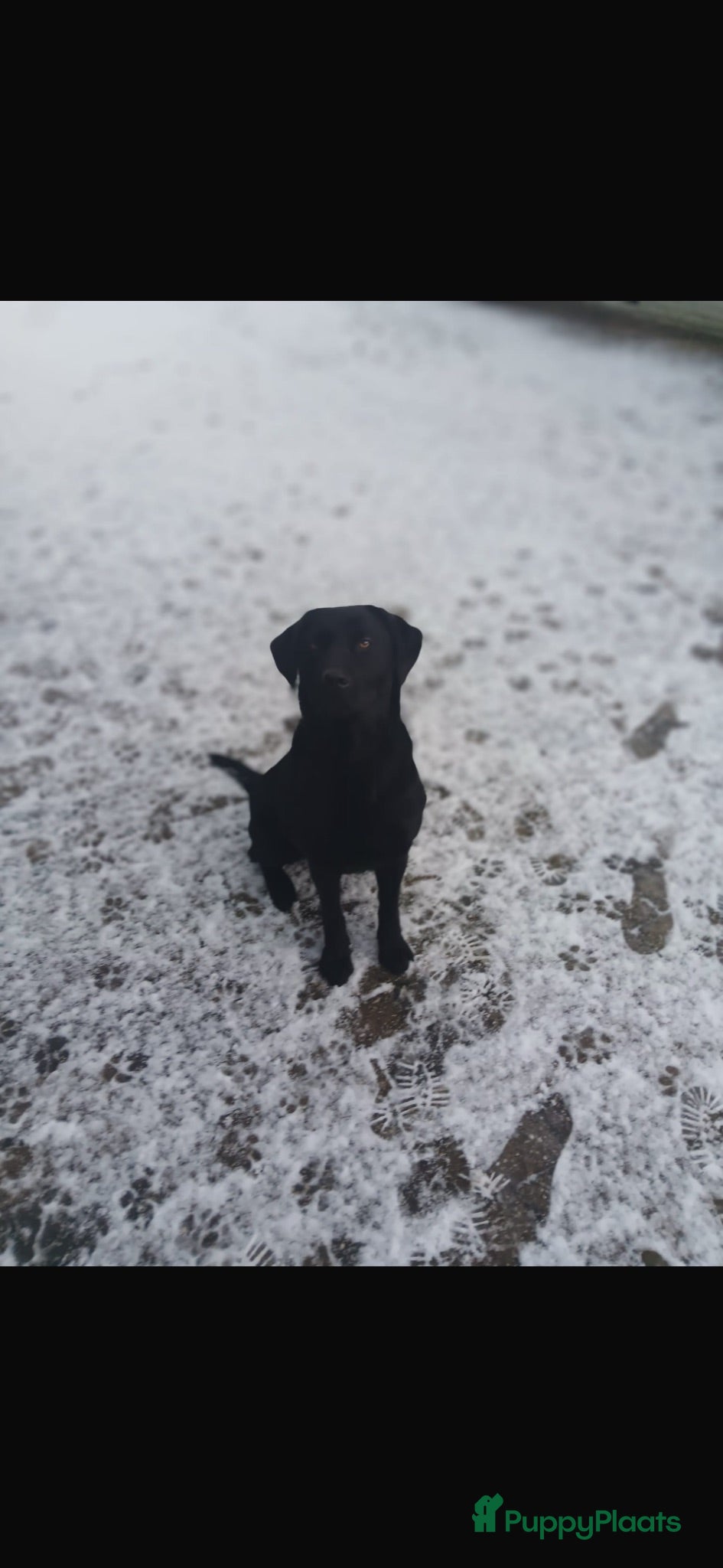 Labrador Retriever honden Labrador pups - Advertentie 1