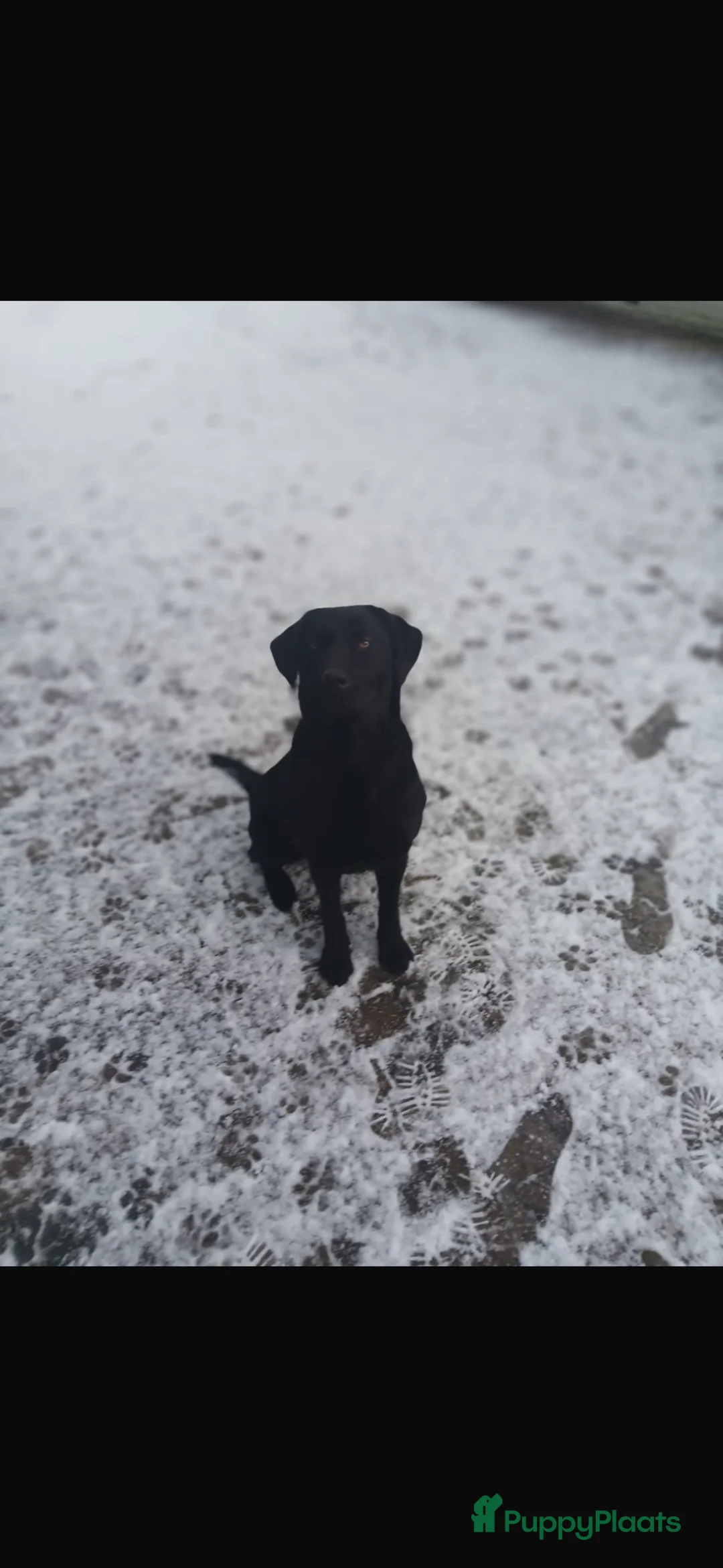 Labrador Retriever honden te koop: Labrador pups - Advertentie 1