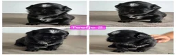 Shih Tzu honden te koop: Mooie lieve shih-tzu pups. - Advertentie 2